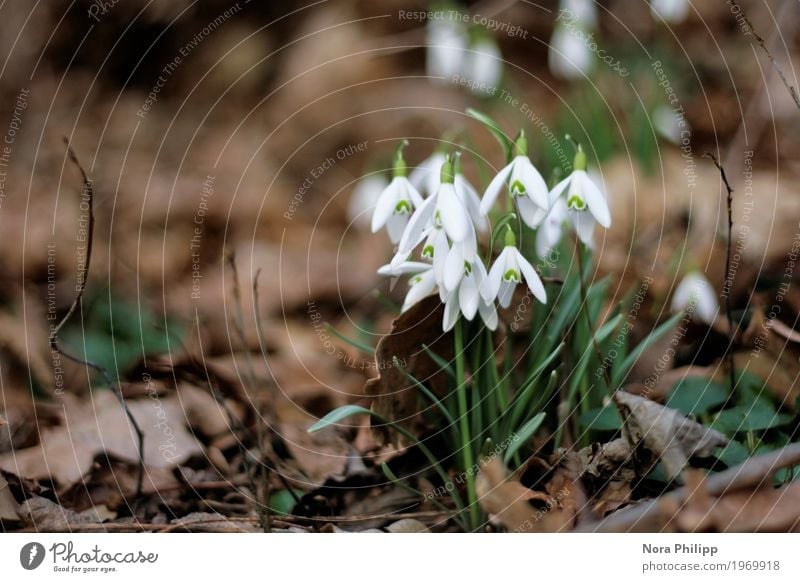 Alle zusammen in den Frühling Umwelt Natur Tier Erde Pflanze Blume Blatt Blüte Grünpflanze beobachten Blühend entdecken ästhetisch einfach neu braun grün weiß