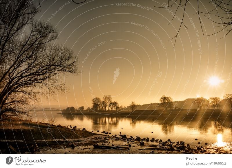 Goldener Morgen Natur Landschaft Wasser Sonne Sonnenaufgang Sonnenuntergang Sonnenlicht Frühling Schönes Wetter Nebel Flussufer Elbe Dresden Deutschland Europa