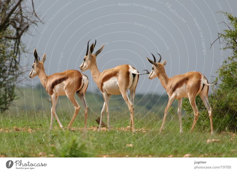 3 Springböcke Springbock Antilopen Namibia Afrika Safari