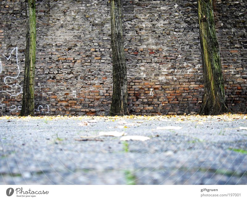 stillgestanden! Pflanze Baum Menschenleer Mauer Wand liegen stehen Wachstum Zufriedenheit Kraft 3 Baumstamm Graffiti Innenhof Stein Steinweg Backstein Blatt