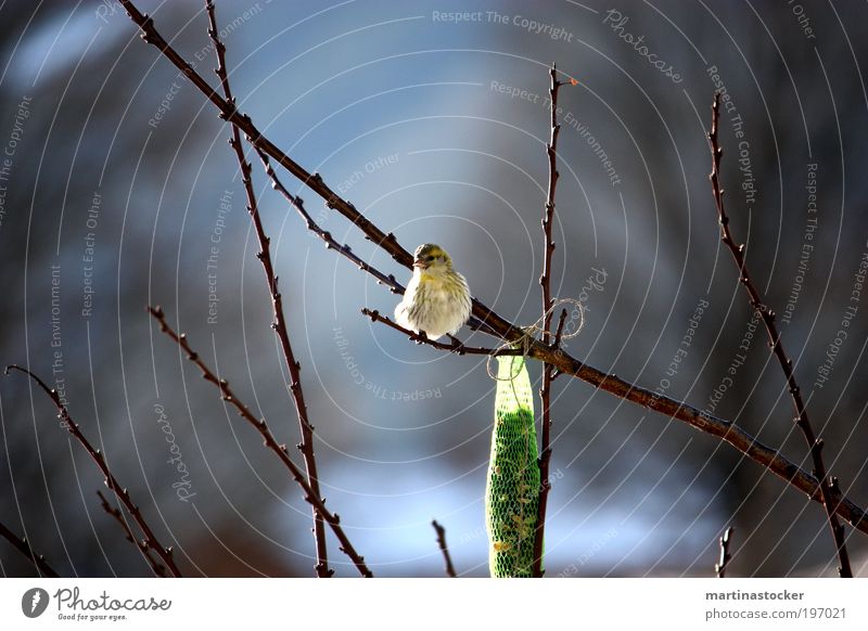 Frühlingsgeflügel Schönes Wetter Baum Tier Vogel 1 beobachten Fressen füttern genießen Blick sitzen Wachstum frei Glück blau braun gelb grün schwarz weiß