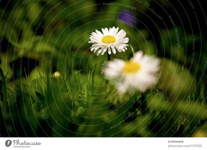 niemand weiß, wie lang es dauert Umwelt Natur Schönes Wetter Pflanze Blume Gras Blatt Blüte Nutzpflanze Gänseblümchen Wiese atmen Brunft Blühend Duft Wachstum