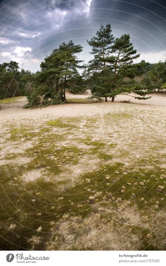 Wildwuchs II ruhig Ferien & Urlaub & Reisen Tourismus Ausflug Umwelt Natur Pflanze Urelemente Sand Himmel Wolken Gewitterwolken Klima Klimawandel Wetter