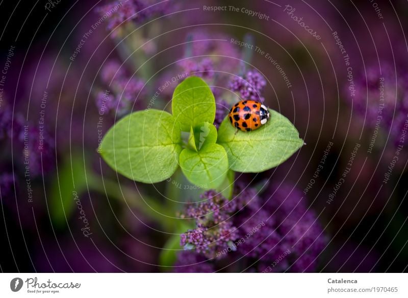 Marienkäfer Natur Pflanze Tier Sommer Blatt Blüte Nutzpflanze Blumenkohl Garten Gemüsegarten Käfer 1 krabbeln ästhetisch grün violett orange schwarz Glück