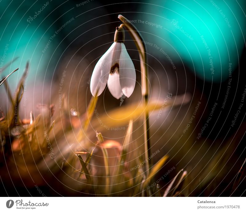 Ein Schneeglöckchen Natur Pflanze Blume Gras Blüte Garten Park Wald dehydrieren Wachstum ästhetisch schön gelb grün schwarz türkis weiß Stimmung