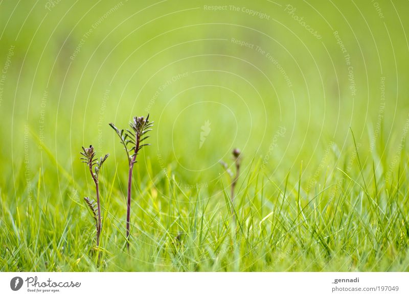 Vater, Mutter, Kind Umwelt Natur Pflanze Frühling Blume Gras Blatt Grünpflanze Wiese Rasen rasenmähen entdecken Erholung Blick Wachstum grün Farbfoto