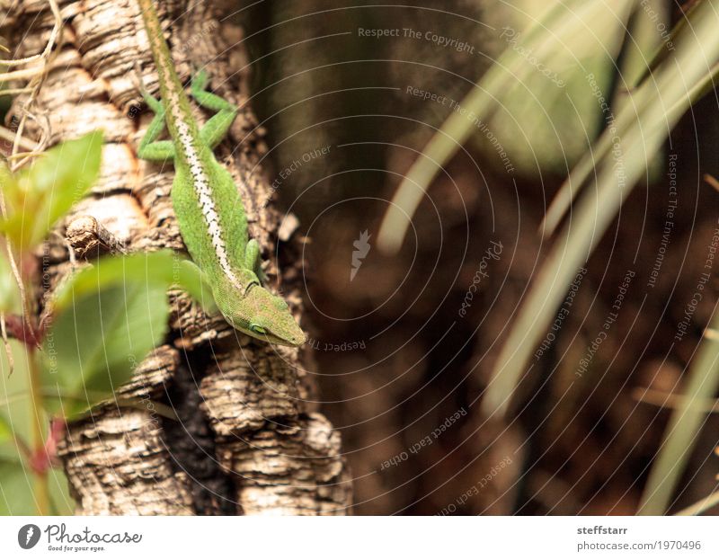 Grüne Anole wissenschaftlich bekannt als Anolis Carolinensis Natur Pflanze Baum Garten Tier Haustier Tiergesicht Schuppen 1 braun grün weiß Lizard Echsen Reptil