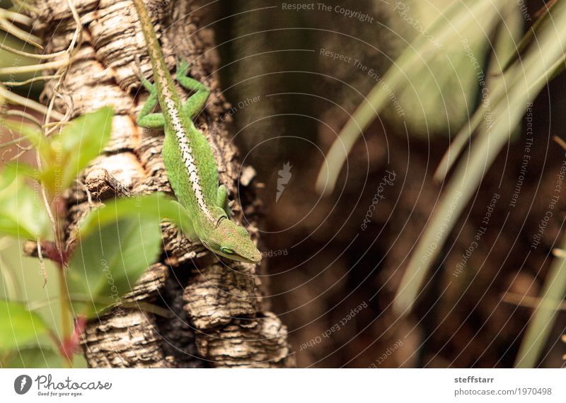 Grüne Anole wissenschaftlich bekannt als Anolis Carolinensis Natur Pflanze Baum Garten Tier Haustier Tiergesicht Schuppen 1 braun grün weiß Lizard Echsen Reptil