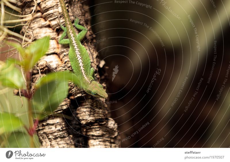 Grüne Anole wissenschaftlich bekannt als Anolis Carolinensis Natur Pflanze Baum Garten Tier Haustier Tiergesicht Schuppen 1 braun grün weiß Lizard Echsen Reptil