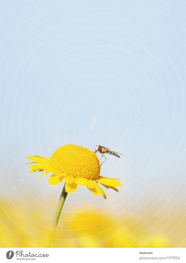 angedockt Wohlgefühl Erholung ruhig Umwelt Natur Himmel Frühling Sommer Blume Blüte Wildpflanze Wildtier Fliege Schwebfliege Insekt Fröhlichkeit Zufriedenheit