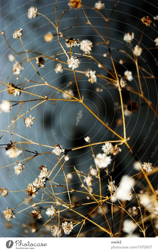 Kammerflimmern Herbst Pflanze Sträucher Blüte Trockenblume Dekoration & Verzierung Halm Stengel dünn authentisch viele Design zerbrechlich getrocknet Zierde