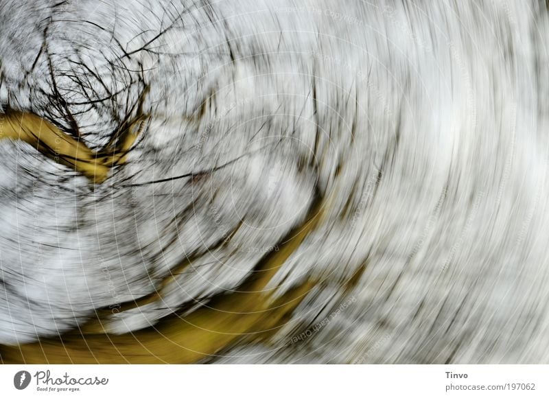 Reigen Natur Himmel Baum Park drehen kreisen Tanzen wirbeln herumwirbeln Schleudertrauma Zweige u. Äste Drehung Traumtänzer träumen schwindelig schleudern