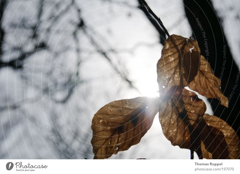 Sonnenblätter Natur Pflanze Himmel Wolkenloser Himmel Sonnenlicht Baum Blatt hell braun Stimmung Zufriedenheit Farbfoto Außenaufnahme Menschenleer