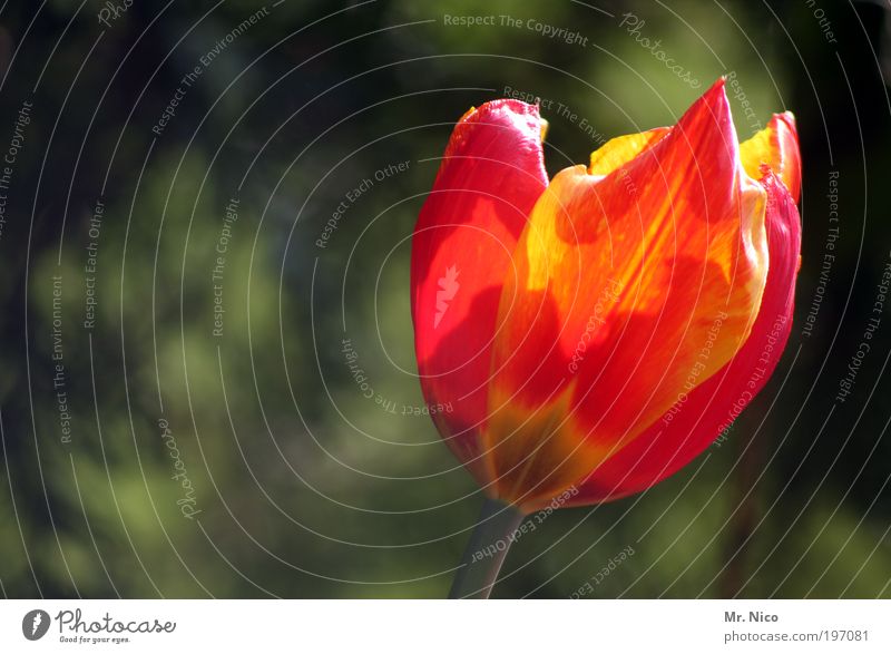 tulpe Pflanze Blume Tulpe Park rot Frühling Frühlingsgefühle Blumenladen Valentinstag Muttertag flower gelb Natur Blühend orange frühlingsboten Blüte alleine