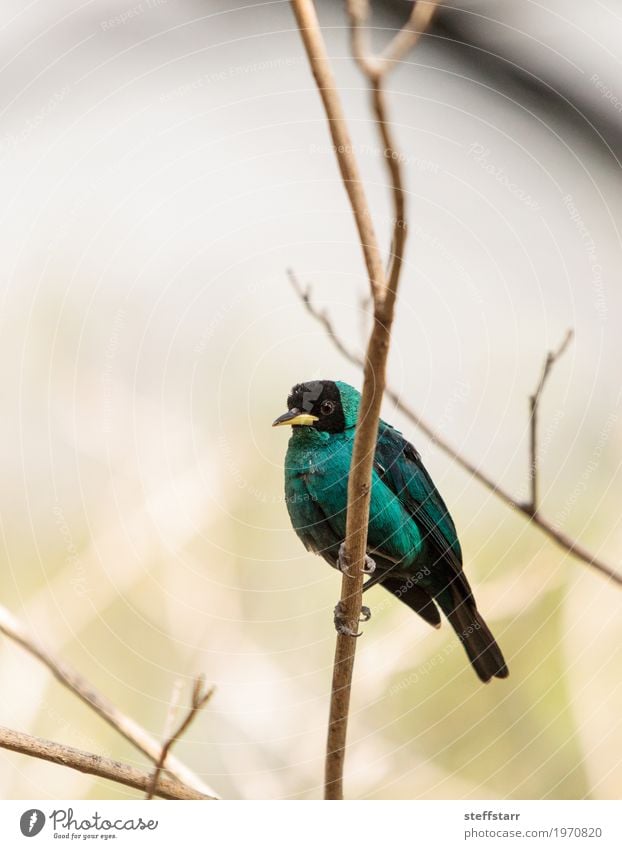 Grüner Honeycreeper wissenschaftlich bekannt als Chlorophanes spiza Natur Pflanze Baum Wald Tier Vogel Tiergesicht Flügel 1 blau braun grün schwarz