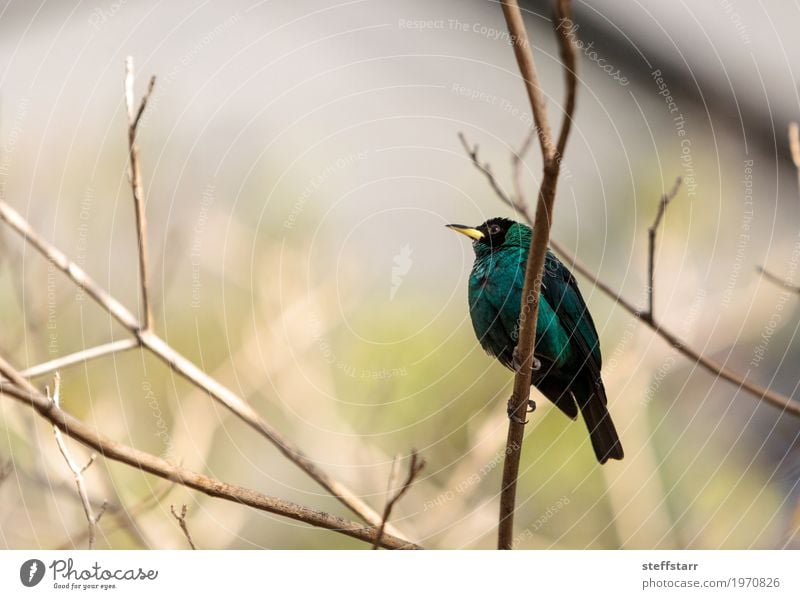 Grüner Honeycreeper wissenschaftlich bekannt als Chlorophanes spiza Natur Baum Wald Tier Vogel 1 blau braun grün schwarz Honigschleuder Wildvogel Feder Fliege