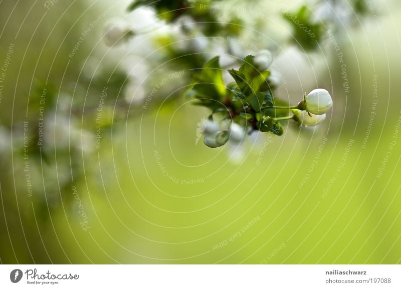 Apfelblütenknospen Umwelt Natur Pflanze Frühling Baum Blatt Blüte Nutzpflanze Park Feld ästhetisch grün weiß Apfelbaum Apfelbaumblatt Blütenknospen Farbfoto