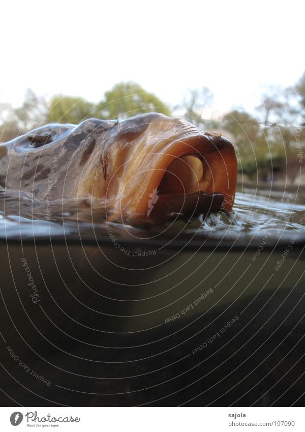 schlabbermaul [LUsertreffen 04|10] Umwelt Natur Tier Wasser Fisch Karpfen Ekel schleimig Überleben Gier Appetit & Hunger Fischmaul Maul offen Großmaul Monster