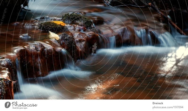 wet Lauf II Umwelt Natur Landschaft Urelemente Erde Wasser Wassertropfen Blatt Garten Park Wiese Urwald Felsen Flussufer Bach Wasserfall beobachten Bewegung