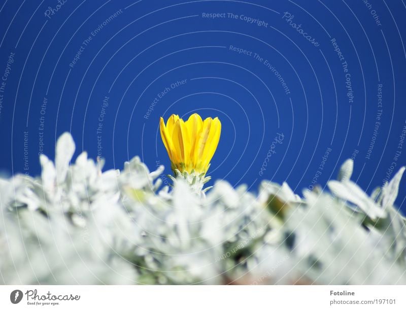 Ein Klex gelb Umwelt Natur Landschaft Pflanze Urelemente Luft Himmel Wolkenloser Himmel Sonne Frühling Sommer Klima Wetter Schönes Wetter Blume Blatt Blüte Park