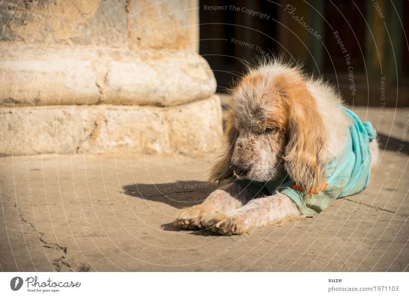 Siestaner Leben Zufriedenheit ruhig Ferien & Urlaub & Reisen Städtereise Kultur Tier Wege & Pfade Haustier Hund 1 liegen alt Armut dreckig Freundlichkeit