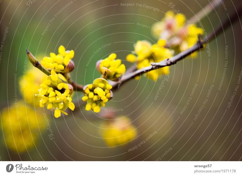 Frühlingserwachen Natur Pflanze Baum Sträucher Blüte Nutzpflanze Wildpflanze Kornelkirsche natürlich schön braun gelb grün Zweige u. Äste Blütenknospen