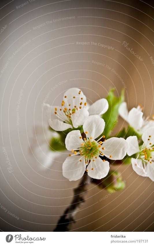 kirschblüte Leben ruhig Duft Dekoration & Verzierung Frühling Pflanze Blatt Blüte Kirsche Kirschblüten Ast Blütenknospen Blühend aufgehen Erholung verblüht