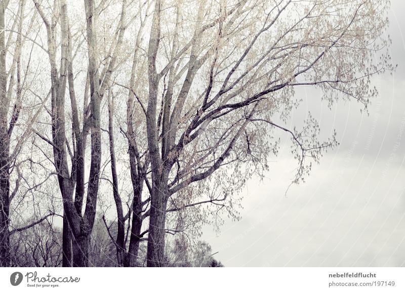 Bäume am Rhein Natur Himmel Wolken schlechtes Wetter Baum alt ästhetisch elegant trist Stimmung Kraft Macht Schutz Warmherzigkeit ruhig Einsamkeit einzigartig