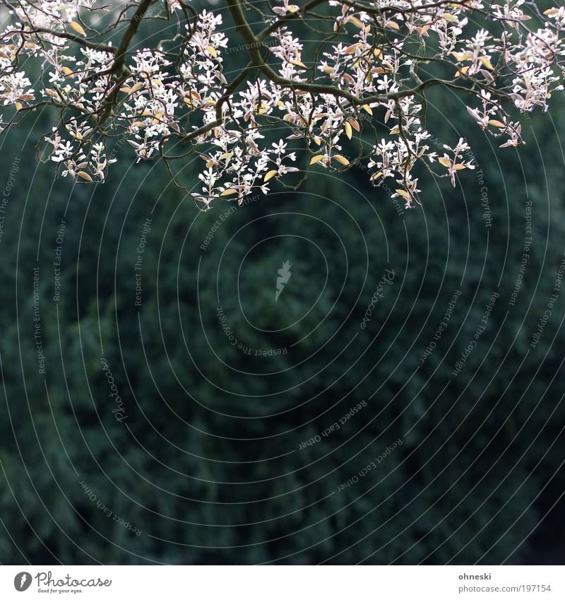 Frühling Umwelt Natur Landschaft Pflanze Baum Blatt Blüte Tanne Zweige u. Äste Glück Lebensfreude Frühlingsgefühle Wachstum Farbfoto Außenaufnahme Muster