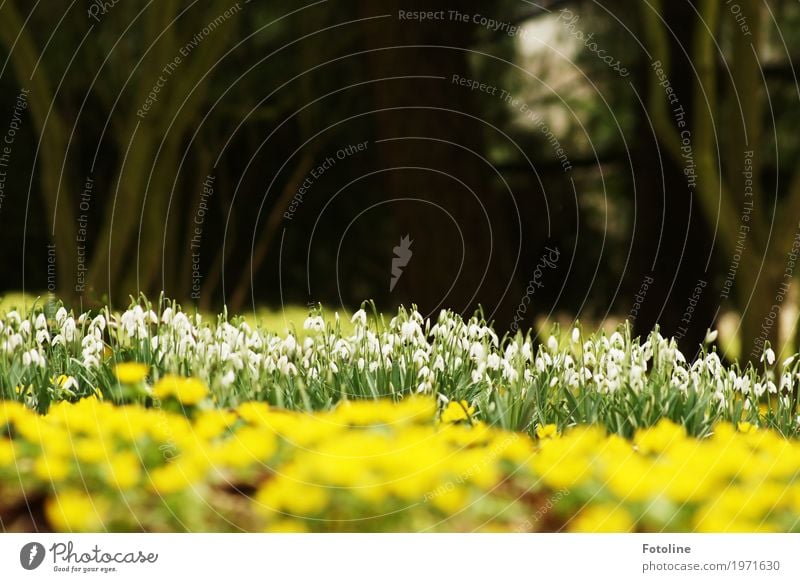 Blütenmeer Umwelt Natur Landschaft Pflanze Frühling Schönes Wetter Baum Blume Garten Park natürlich gelb grün weiß Schneeglöckchen Winterlinge Frühblüher