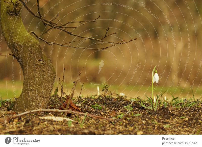 Ganz allein Umwelt Natur Landschaft Pflanze Urelemente Erde Frühling Schönes Wetter Baum Blume Blüte Garten Park natürlich Wärme braun grün weiß Frühblüher