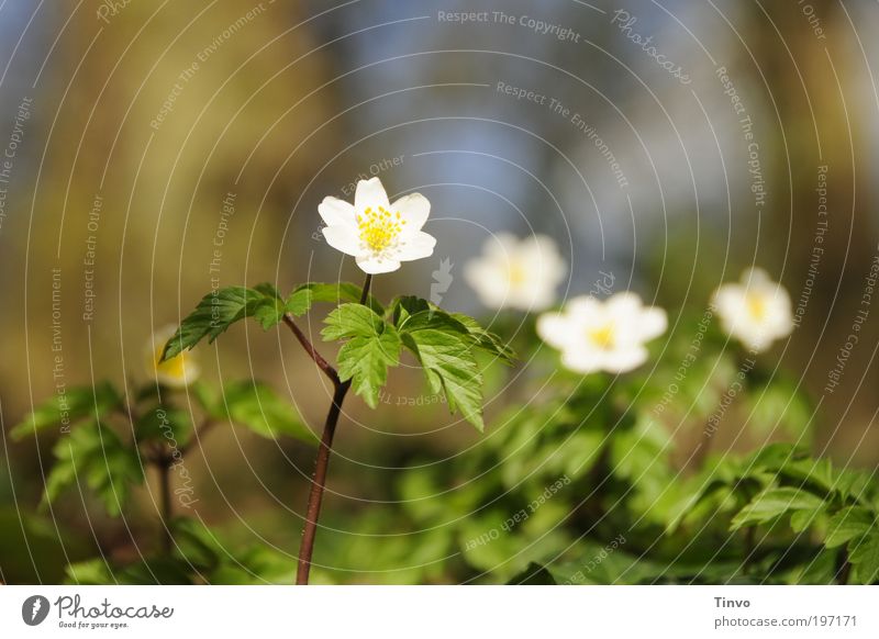 Frühling im Wald Natur Pflanze Schönes Wetter Blume Wildpflanze Freundlichkeit Fröhlichkeit frisch schön dünn Optimismus Kraft ruhig authentisch Leben Stolz