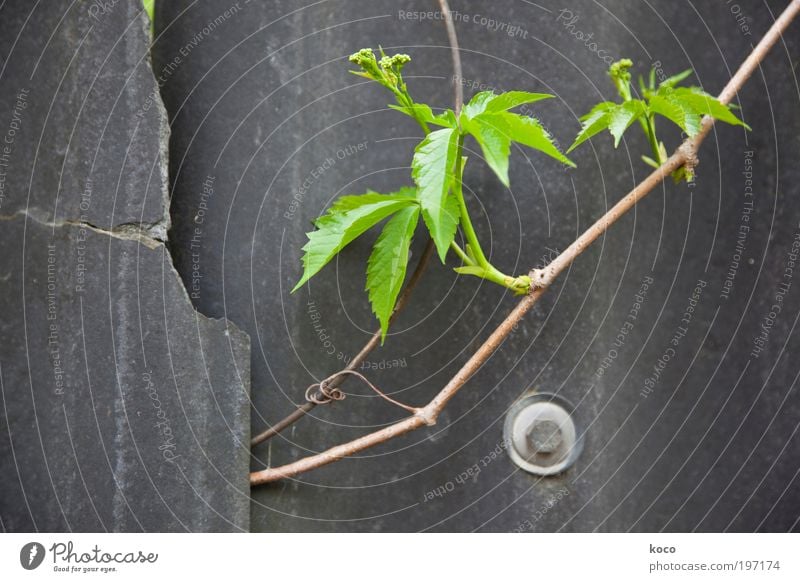 nature finds a way Umwelt Natur Pflanze Frühling Sommer Efeu Blatt Grünpflanze Mauer Wand Beton Holz Metall Blühend Wachstum natürlich braun grau grün schwarz