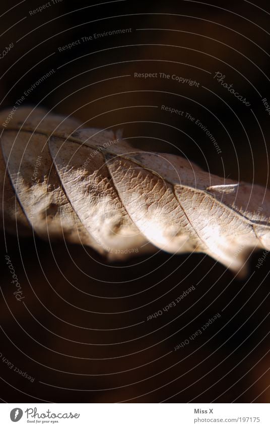 Eingerollt Natur Herbst Baum Blatt Park dunkel trist trocken Blattadern vertrocknet welk Farbfoto Gedeckte Farben Außenaufnahme Nahaufnahme Detailaufnahme