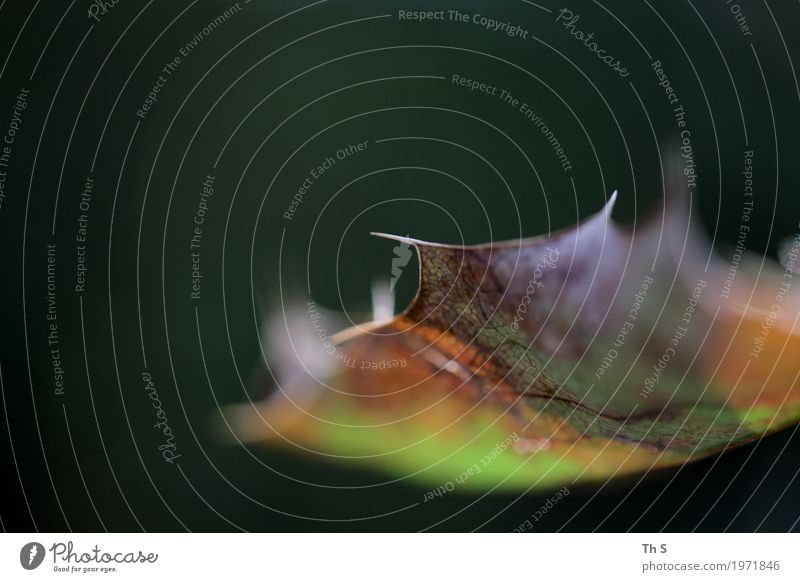 Blatt Natur Pflanze Herbst Winter Bewegung Blühend verblüht ästhetisch authentisch einfach elegant Freundlichkeit natürlich grün violett orange rot Gelassenheit