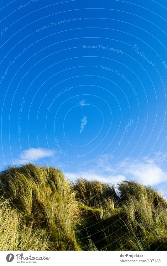 Hundefellrücken – rein optisch Umwelt Natur Landschaft Pflanze Erde Himmel Wolken Sonne Frühling Klima Wetter Schönes Wetter Wind Gras Sträucher Grünpflanze