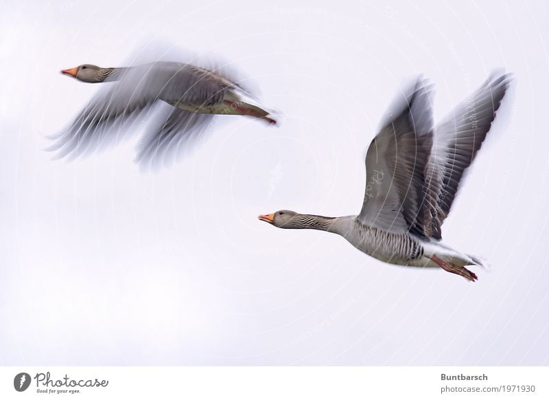 Fliegen! Natur Tier Himmel Wildtier Vogel Flügel Gans Graugans Zugvogel 2 fliegen elegant Zusammensein grau rot Vogelschwarm Farbfoto Gedeckte Farben