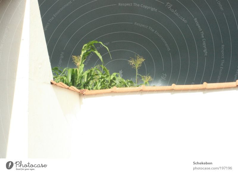 Ruhe vor dem Sturm Gemüse Mais Natur Landschaft Himmel Gewitterwolken Sonne Pflanze Nutzpflanze Mauer Wand Fassade Terrasse beobachten bedrohlich dunkel