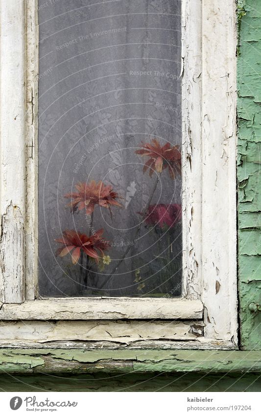 Gewächshaus Häusliches Leben Wohnung Haus Dekoration & Verzierung Blume Blüte Topfpflanze Dorf Fenster alt dunkel historisch kaputt Kitsch trashig trist grün