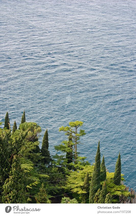 Zypressen und See Umwelt Natur Landschaft Pflanze Tier Wasser Wassertropfen Sommer Gras Sträucher Grünpflanze Park Hügel Felsen Berge u. Gebirge Teich blau grün