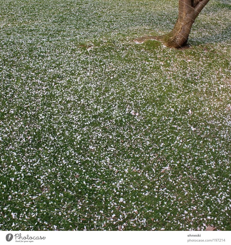 Herbst im Frühling Umwelt Natur Landschaft Pflanze Erde Baum Blüte Blütenblatt Baumstamm Rasen grün Freude Glück Lebensfreude Frühlingsgefühle Optimismus