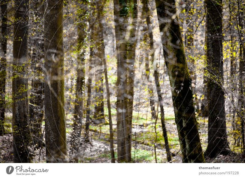 Waldfrühling Ausflug Natur Landschaft Frühling Schönes Wetter Baum Sträucher Park Fröhlichkeit hell Lebensfreude Frühlingsgefühle Romantik Erholung