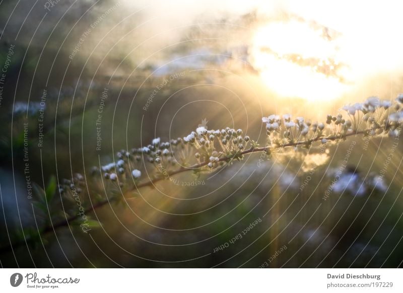 Berührungen der Sonne harmonisch ruhig Duft Natur Pflanze Frühling Sommer Schönes Wetter Sträucher Blatt Blüte gelb gold Lichteinfall Farbfoto Außenaufnahme