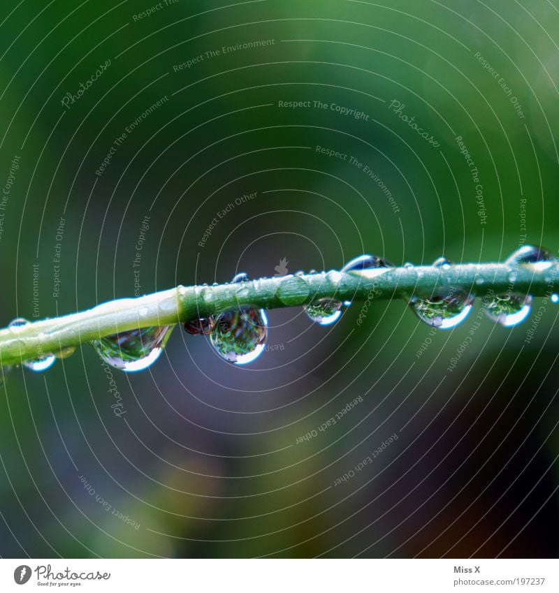 SUCHBILD Umwelt Wasser Wassertropfen Frühling Klima Wetter schlechtes Wetter Unwetter Regen Pflanze Gras Park Wiese frisch kalt nass Tau Farbfoto