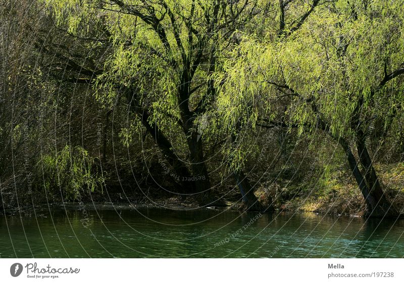 Lauschiges Plätzchen Umwelt Natur Landschaft Pflanze Frühling Baum Park Seeufer Teich Wachstum natürlich grün Stimmung ruhig Sehnsucht Erholung geheimnisvoll