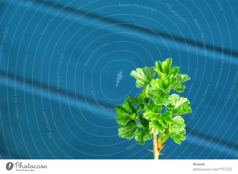 Stachelbeerstrauch wacht im Frühling auf Garten Natur Sträucher Grünpflanze Blatt Holzwand Wachstum klein positiv blau grün Zufriedenheit Frühlingsgefühle