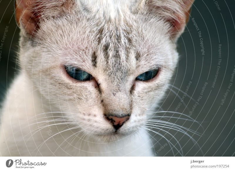 alien Tier Haustier Katze Tiergesicht Fell 1 Tierjunges ästhetisch außergewöhnlich bedrohlich dünn kuschlig nah niedlich weich blau grau silber Wachsamkeit