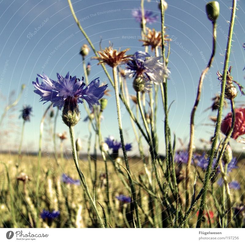 SOMMER Freizeit & Hobby Ferien & Urlaub & Reisen Ausflug Sommer Sommerurlaub Baum Blume Gras Sträucher Wildpflanze Feld entdecken Erholung außergewöhnlich