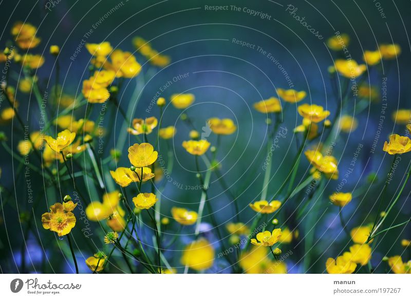 Butterblumen Gesundheit harmonisch Wohlgefühl Sinnesorgane Erholung ruhig Duft Muttertag Umwelt Natur Frühling Sommer Blume Blüte Wildpflanze Hahnenfuß