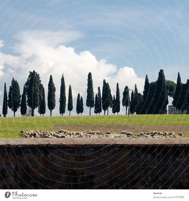 Out of Rome Umwelt Natur Landschaft Pflanze Tier Erde Himmel Wolken Sommer Schönes Wetter Baum Gras Feld Italien Stadtrand Mauer Wand Nutztier Schaf Tiergruppe